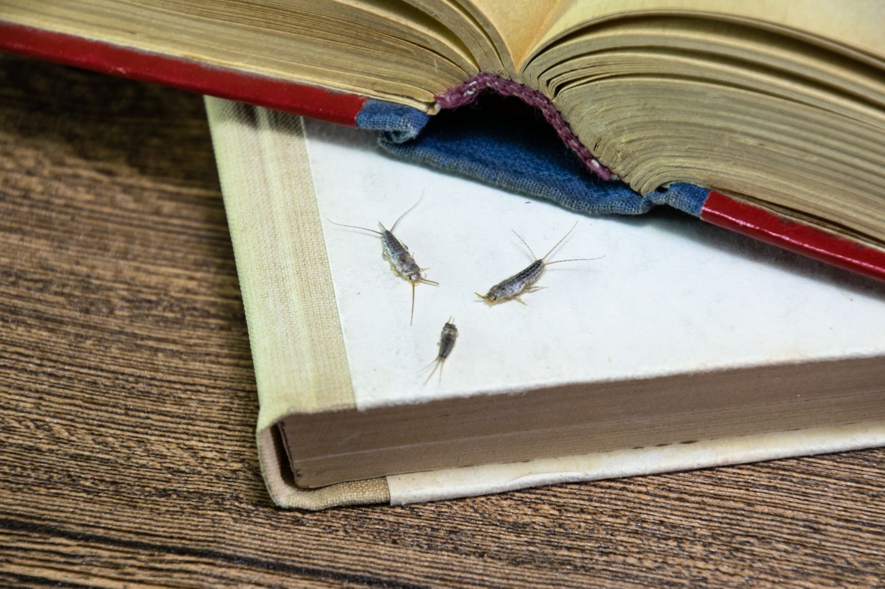 Nem Böceği Nasıl Oluşur ve Nem Böceği Zararları